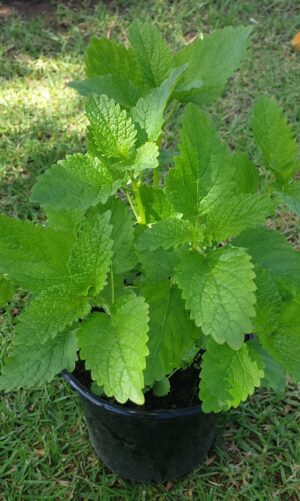 Organic Lemon Balm 15cm Pot