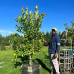 Eureka Lemon Tree 125lt