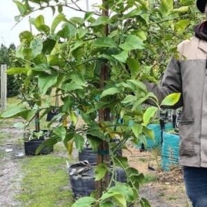 Eureka Lemon Tree 70lt Eureka Lemon Tree 70lt
