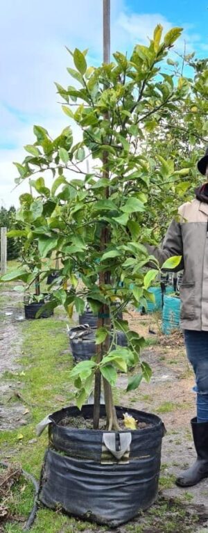 Eureka Lemon Tree 70lt