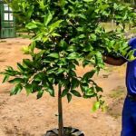 Lisbon Lemon Tree 70lt