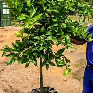 Lisbon Lemon Tree 70lt Lisbon Lemon Tree 70lt