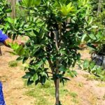 Tahiti Lime Tree 70lt