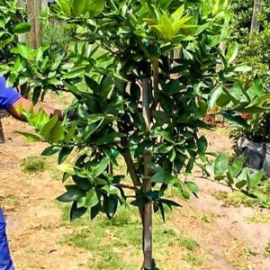 Tahiti Lime Tree 70lt Tahiti Lime Tree 70lt