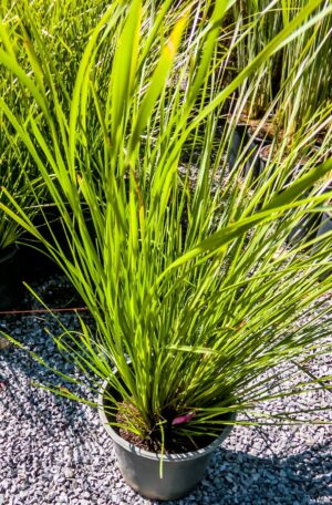 Lomandra Longifolla Tanika 17cm
