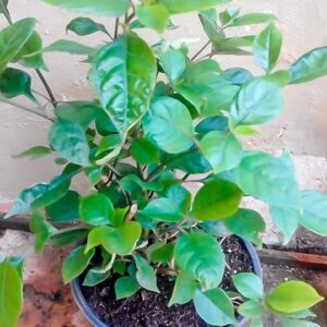 Asystasia Bella (Mackaya Bella) 4lt Asystasia Bella (Mackaya Bella) 4lt