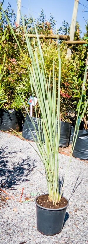 Miscanthus Capensis 17cm