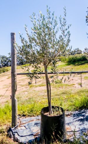 Olive Tree 50lt