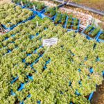 Oregano Variegated 6 Pack