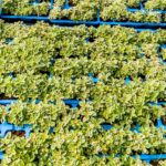 Oregano Variegated 6 Pack