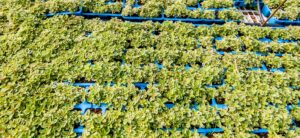 Oregano Variegated 6 Pack