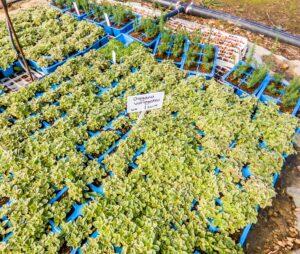 Oregano Variegated 6 Pack