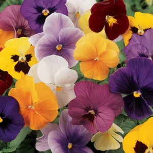 Pansy Assorted 6 pack