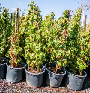 Parthenocissus Quinquefolia 19cm (Virginia Creeper)