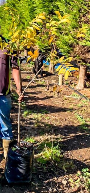 Pecan Nut Tree (Carya illinoinensis) 20lt