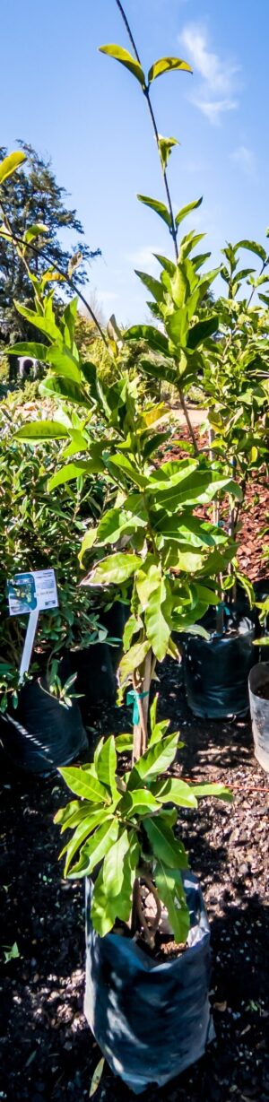 Petrea Volubilis 10lt