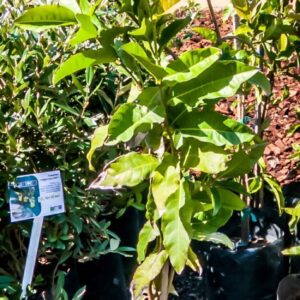 Petrea Volubilis 10lt