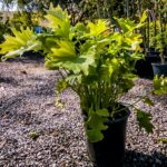 Philodendron Lime 17cm