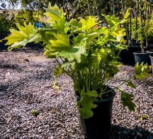Philodendron Lime 17cm