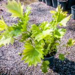 Philodendron Lime 17cm