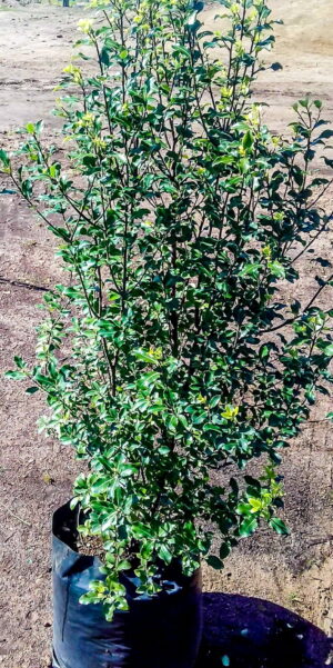 Pittosporum Nigrescens 20lt