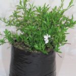 Plumbago Auriculata Alba 10lt