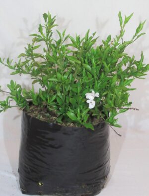Plumbago Auriculata Alba 10lt