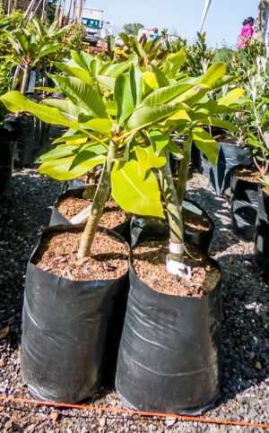 Plumeria Rubra White 10lt (Frangipani)