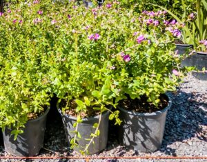 Polygala Microphylla 17cm