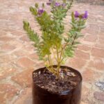 Polygala Myrtifolia 4lt