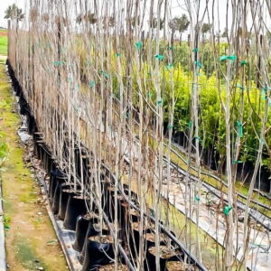 Populus Simonii 20lt (poplar Tree)