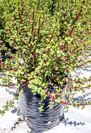 Portulacaria Erecta 10lt