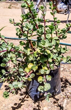 Portulacaria Green Giant 10lt