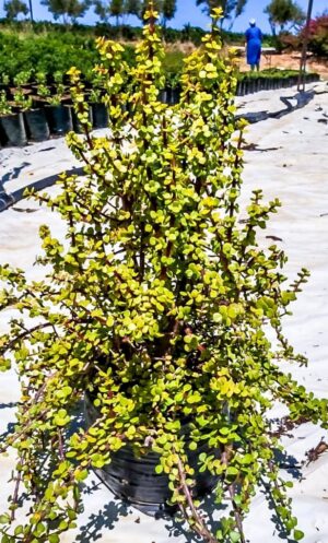 Portulacaria Lutea 10lt