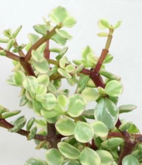 Portulacaria Variegated 10lt Portulacaria Variegated 10lt