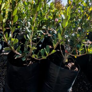 Rhaphiolepis-x.-Delacouril-10lt.jpg Rhaphiolepis x. Delacouril Alba 10lt