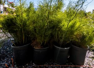 Rhodocoma Gigantea 17cm