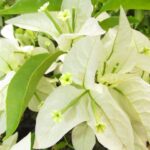 Arnelia Bougainvillea Rijnstar White 22cm Pot