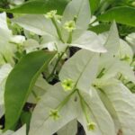 Arnelia Bougainvillea Rijnstar White 15cm Pot
