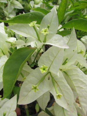 Arnelia Bougainvillea Rijnstar White 15cm Pot