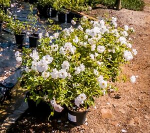 Iceberg Floribunda Rose 19cm