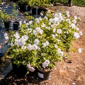 Rose-White-Floribunda-17cm-2.jpg Iceberg Floribunda Rose 19cm