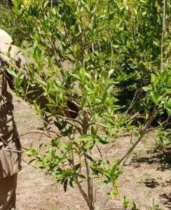 Combretum Erythrophyllum 20lt