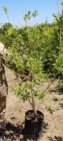 Combretum Erythrophyllum 20lt Combretum Erythrophyllum 20lt