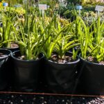 Sanserviera Parva 4lt (Mother-in-Laws Tongue)