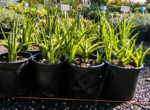 Sanserviera Parva 4lt (Mother-in-Laws Tongue)