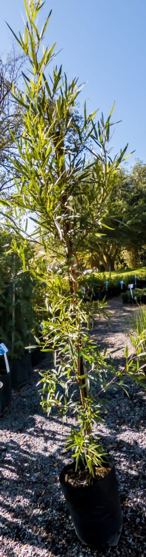 Searsia Lancea 10lt Searsia Lancea 10lt