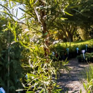 Searsia Lancea 10lt Searsia Lancea 10lt