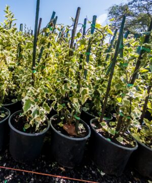 Senecio Macroglossus Variegated 23cm