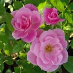 Simplicity Floribunda Rose 19cm